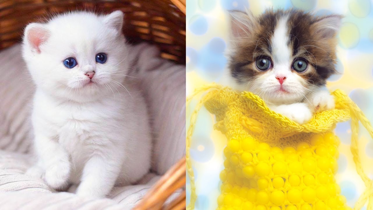 Baby Cats: A Collection of Cute and Funny Cat Videos