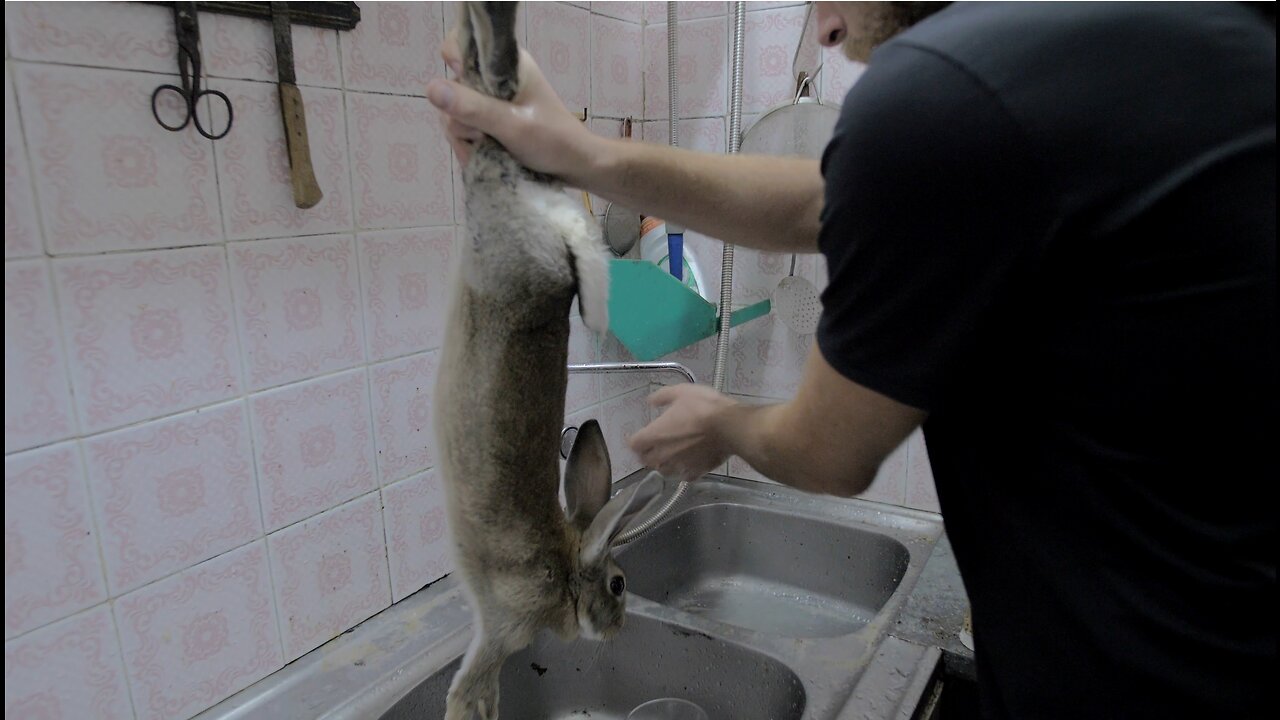 Fresh Rabbit Blood in Mataró, Spain