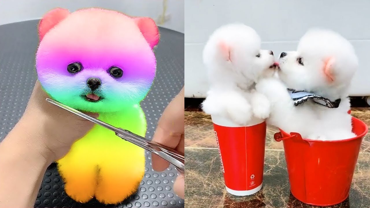 Funny and Cute Dog Pomeranian 😍🐶| Funny Puppy Videos