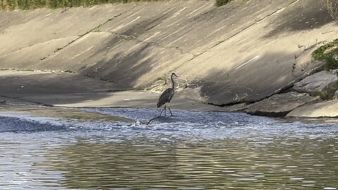 Great Blue Heron the toll collector 2