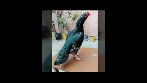 fotos de galinhas combatentes. as mais lindas da internet. part 1 chickens beautiful of the internet