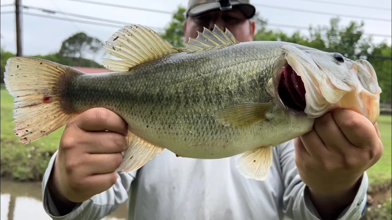 Flooded Creek FULL of MONSTER Bass!