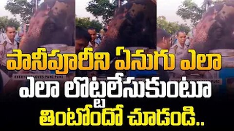 An Elephant eating Pani Puri goes viral #viralvideo #golgappa #panipuri #elephant | FBTV NEWS