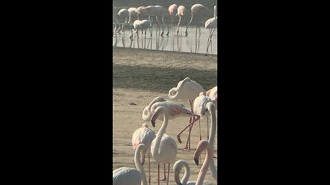 Sound of flamingos