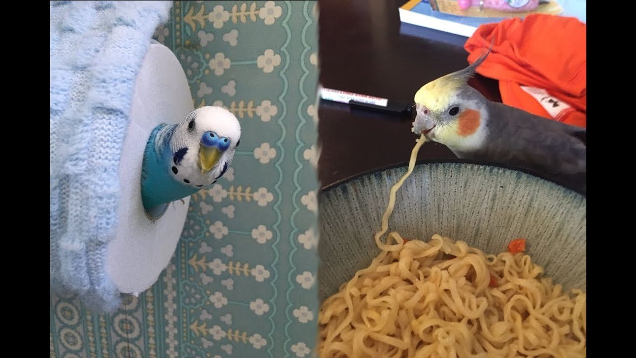 Cute Parrots Videos Compilation cute moment of the animals - Soo Cute!