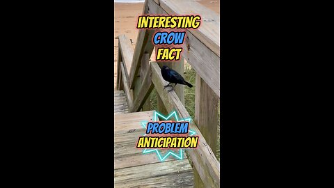 Interesting Crow Fact | Problem Anticipation #crow #birds #birding #bird #birdlovers #birdfreaks