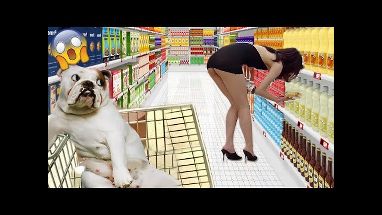 THE MOST FUNNIEST PETS 2022 | fun with pets | fun with animals