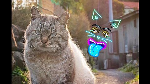 Funniest Cats fighting
