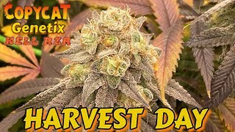 Copycat Genetix Hell Rzr HARVEST DAY