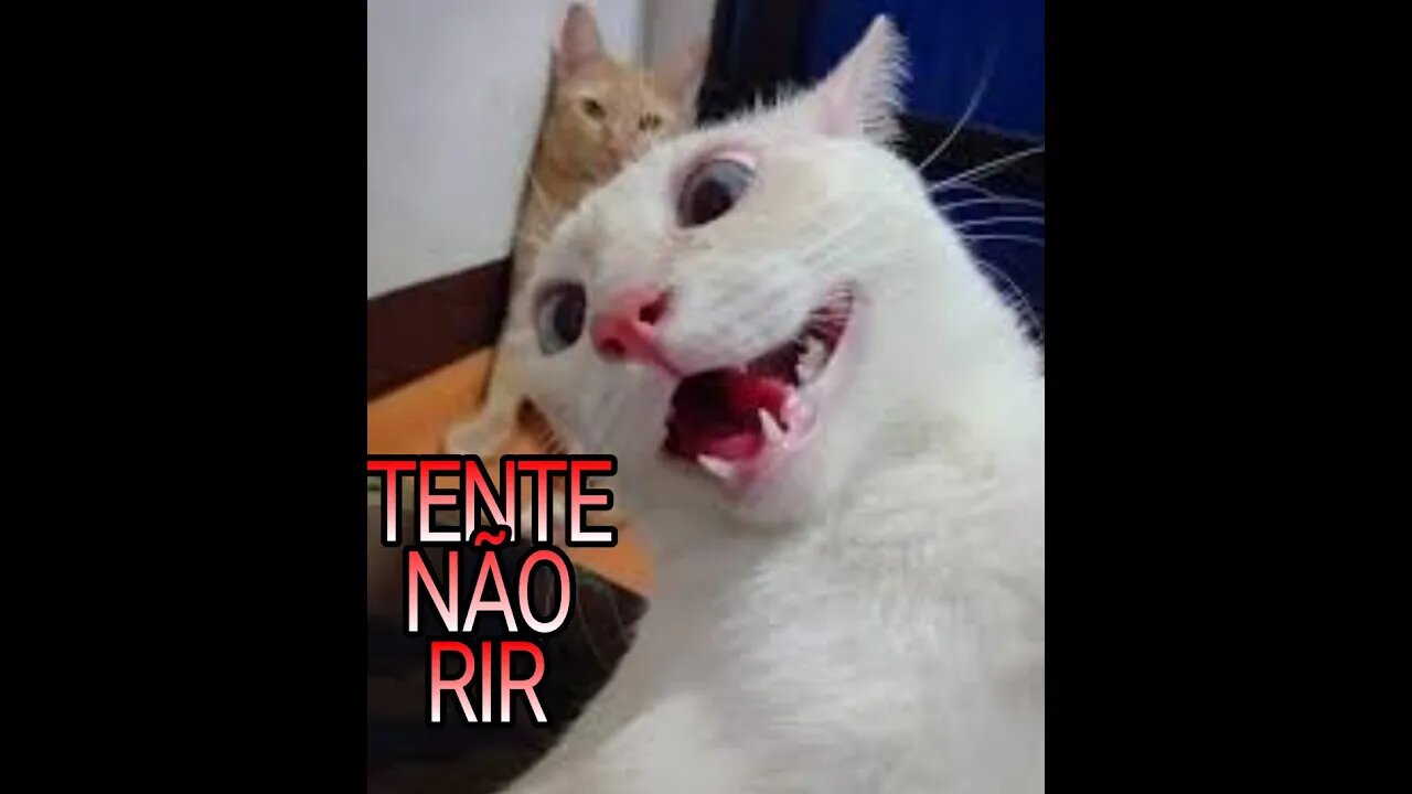 melhores memes tente não rir #11