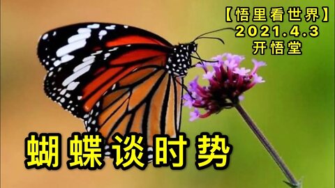 KWT1433蝴蝶谈时势20210403-5【悟里看世界】