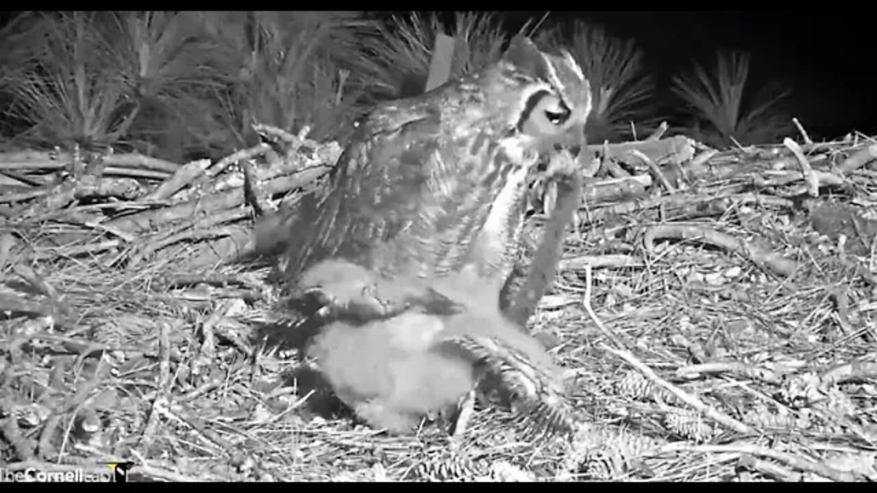 Owlet Says, Mine-Mom Says, No 🦉 3/11/22 04:52