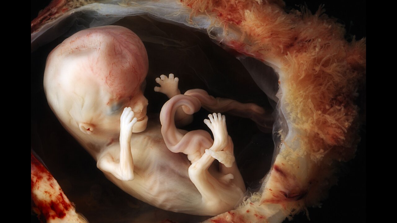 Human Development in Womb