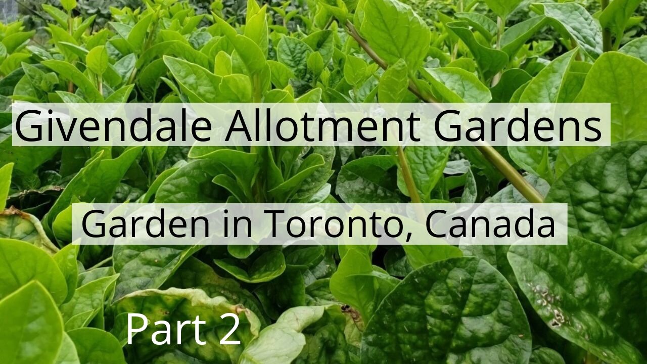 Growing Vegetables in Givendale Allotment Gardens in Toronto Canada | September Harvest, Part 2