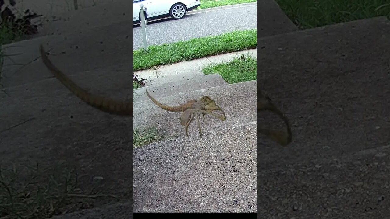 A Face Hugger Visits! #Shorts 😂