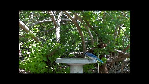 Blue Jay