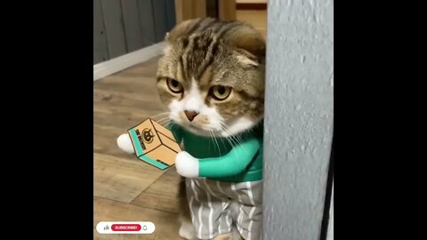 cute cat videos 😹 funny videos 😂1084