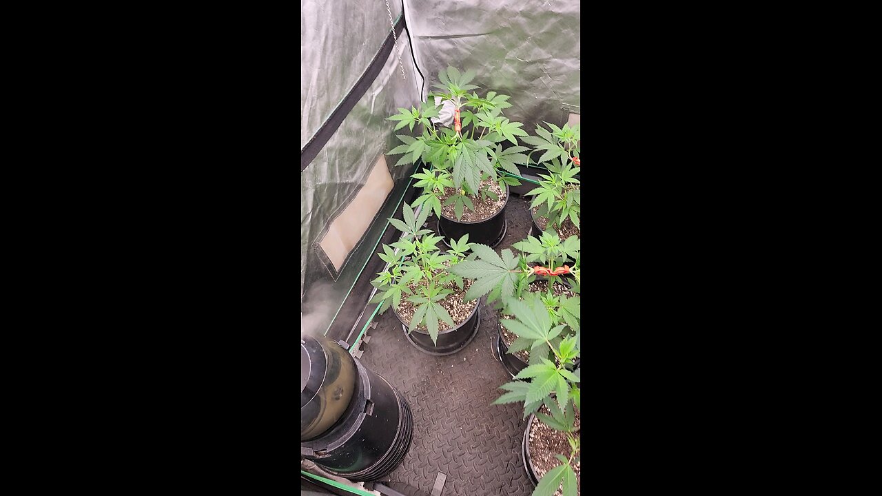 Starting Low Stress Training(LST)