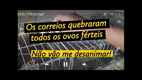 COLHENDO OVOS FÉRTEIS DAS CODORNAS/ OS CORREIOS QUEBRARAM OS OVOS