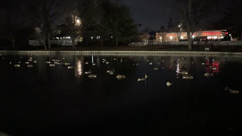 Halls pond at night