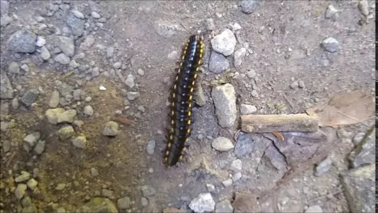 The Millipede That Protects Itself with Cyanide Skittering Along My Driveway