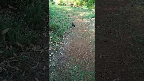 Australian Bush Turkey