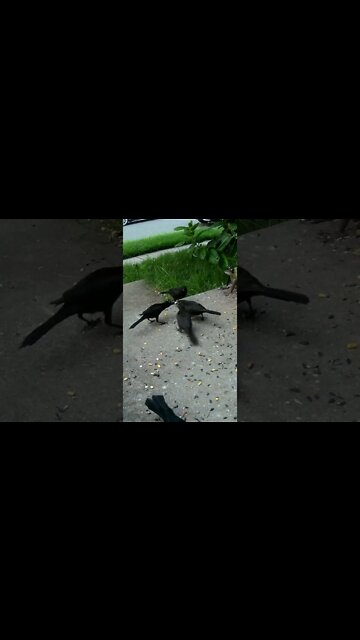 Birds In Reverse #Shorts 🌞