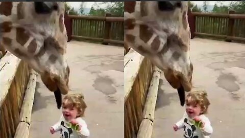 Funny kid feeds giraffe salad