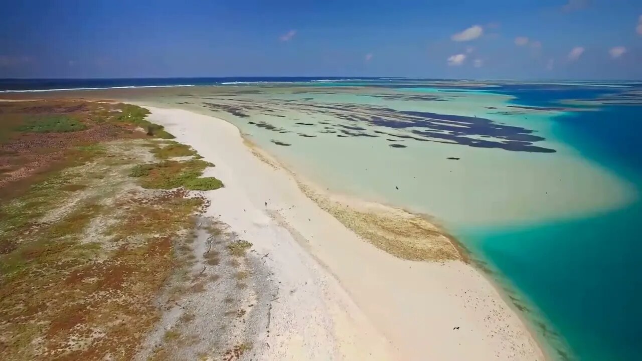 thousands of animals in the same ocean ~ 7