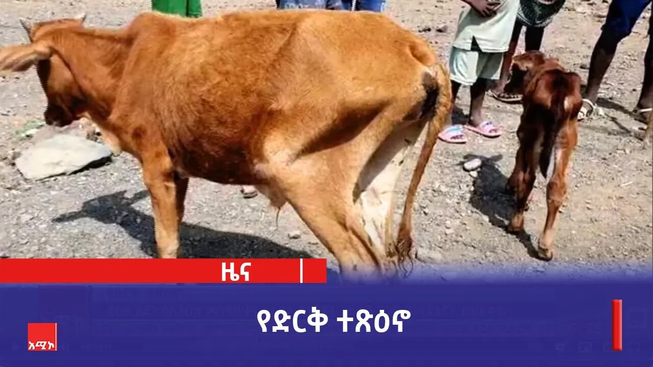 በአማራ ክልል የተከሰተው ድርቅ አደጋ ስለጋረጠ መንግሥት እና ተራድኦ ድርጅቶች አፋጣኝ ድጋፍ እንዲያደርጉ ተጠይቋል