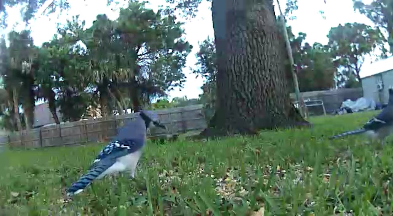 Blue jays eat squirrels play