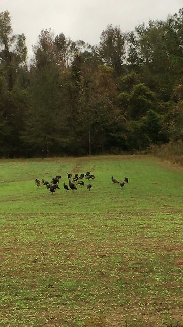 Wild Turkeys