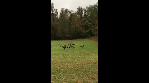 Wild Turkeys