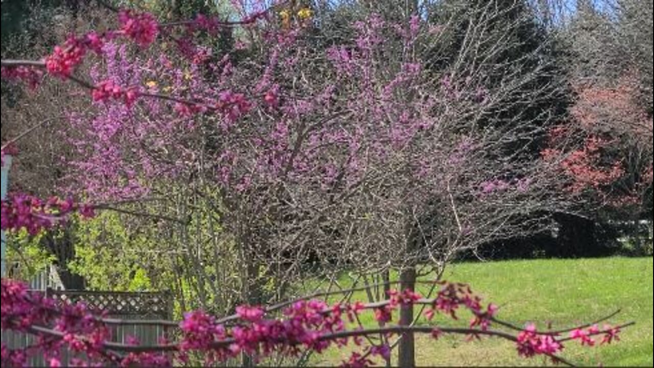 'Appalachian Red' Variety of Redbud, Cercis Canadensis