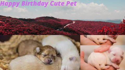 Cute Pets Celebrating Birthday