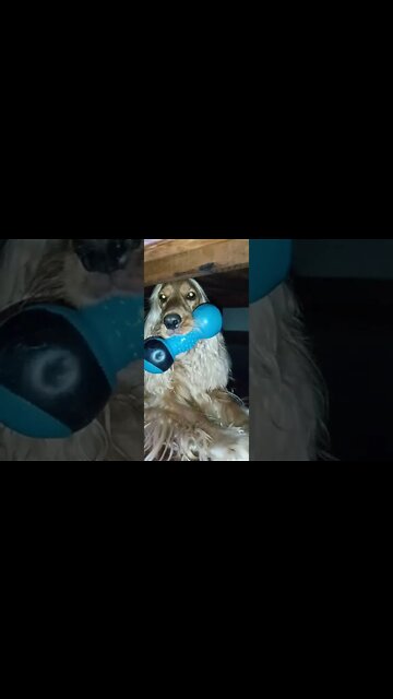 #dogshow , #animals , #dogs , #shorts