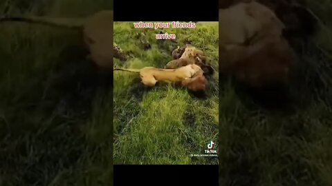 معركة شرسة بين الضباع والأسود