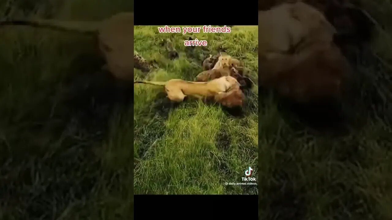 معركة شرسة بين الضباع والأسود