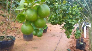 frutíferas produzindo em vaso jabuticabeira híbrida laranja Lima pera seleta promoção neste vídeo