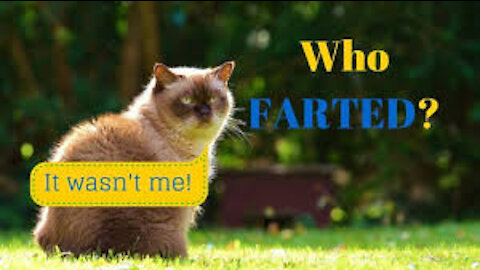 Funny Cat Videos - Cat Fart