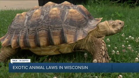 What the law allows in Wisconsin versus Milwaukee when it comes to owning exotic pets