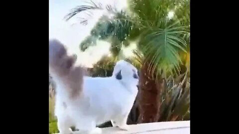 funny cat videos cute cat videos cute animals funny cats #shorts #shortsfunny #cutecat #funnycat