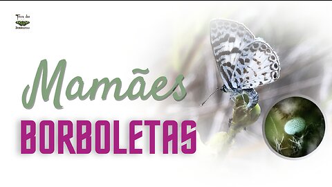 Mamães borboletas