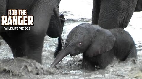 Elephant Herd Has Fun In The Water | Archive Footage