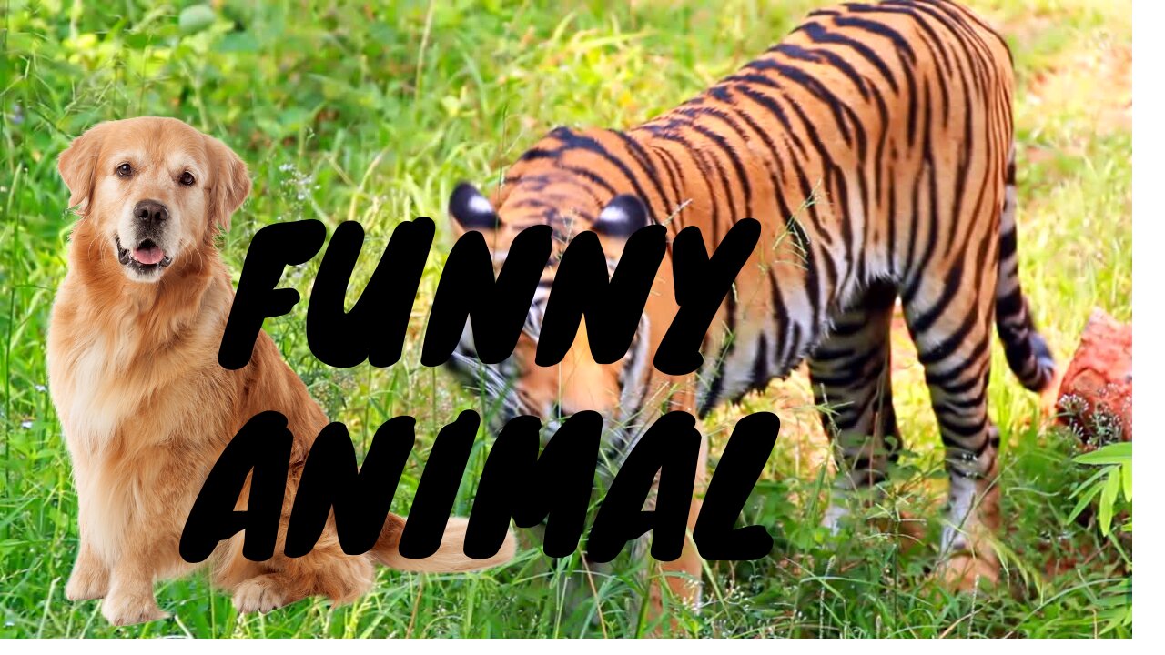 Funny Animal Video Cuteness Overload: Exploring the World of Adorable Animals