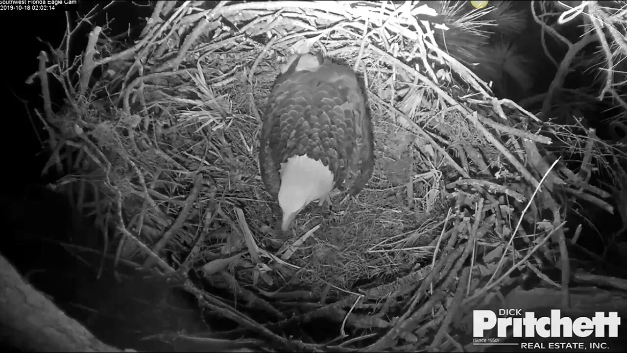 SWFL Harriet is body slammed by GHO again. 1:54 am 10-18-19