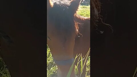 #horse