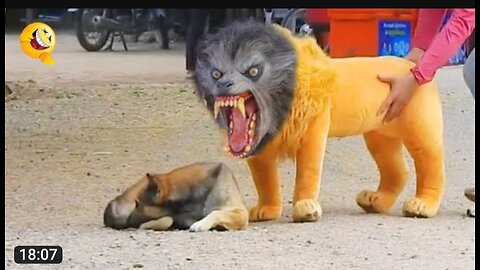 Troll Prank Dog Funny & fake Lion and Fake Tiger Prank To dog & Huge Box Prank to dog