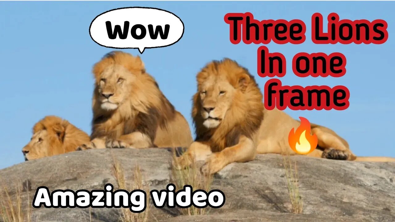 three Lions king in one frame @Relax Clips 2 #viralshorts #relaxing