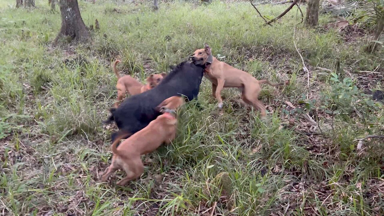 Hunting the Swamps of Florida with DOGS to catch HOGS!